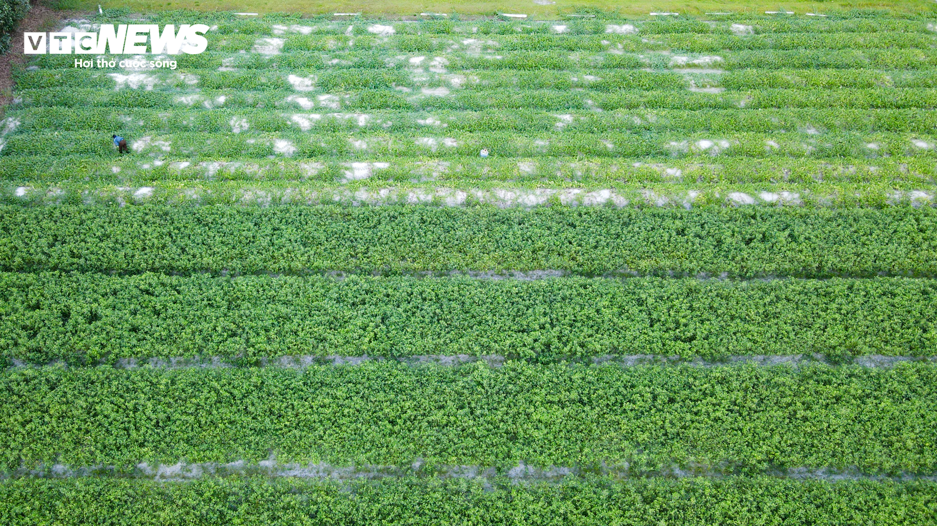 Nắng nóng gay gắt, dân trồng dưa ở Hà Tĩnh phấn khởi đếm quả thu tiền - Ảnh 14