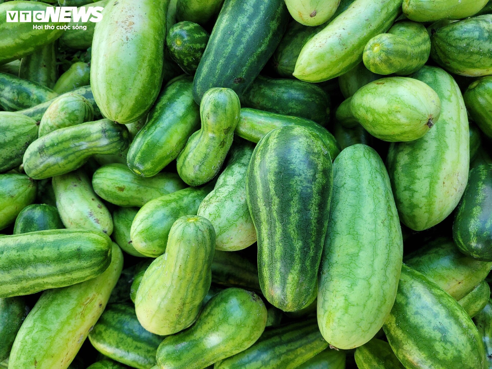 Nắng nóng gay gắt, dân trồng dưa ở Hà Tĩnh phấn khởi đếm quả thu tiền - Ảnh 13