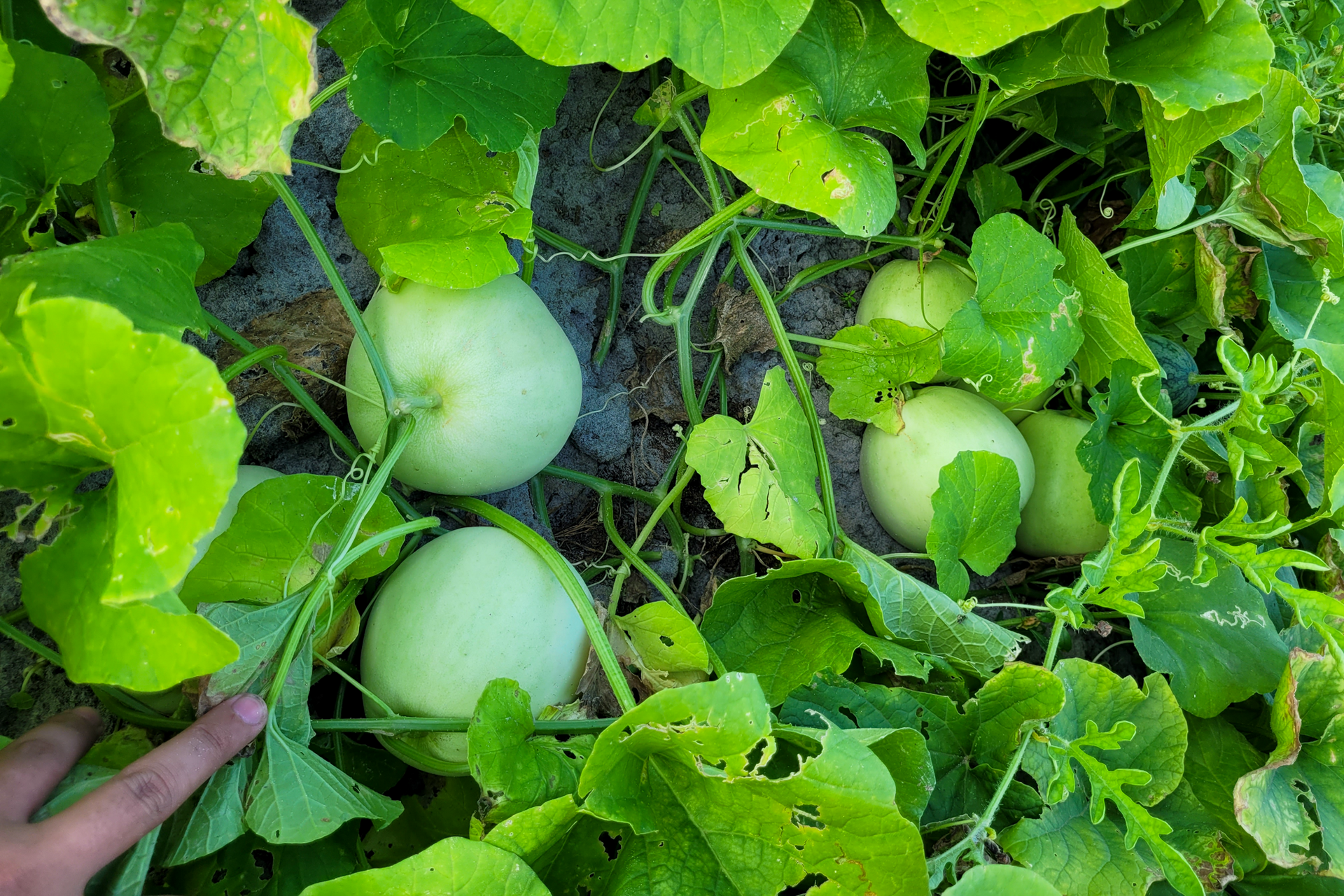 Nắng nóng gay gắt, dân trồng dưa ở Hà Tĩnh phấn khởi đếm quả thu tiền - Ảnh 8