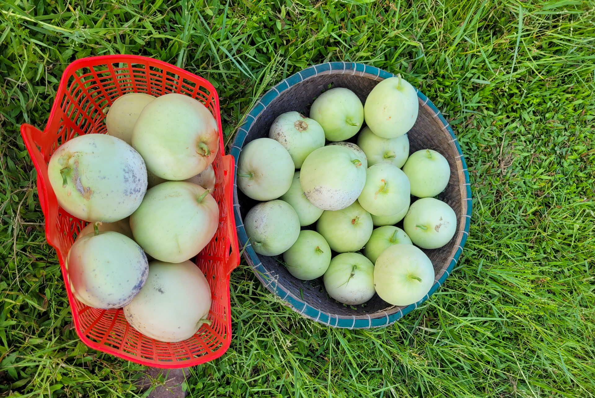 Nắng nóng gay gắt, dân trồng dưa ở Hà Tĩnh phấn khởi đếm quả thu tiền - Ảnh 4