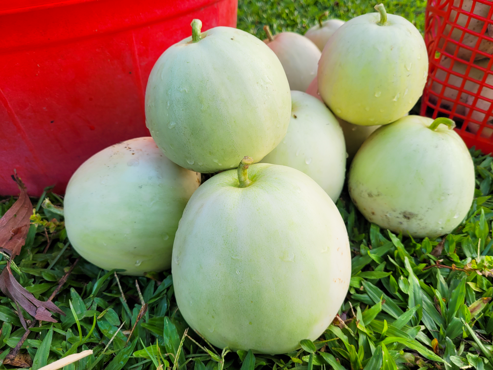 Nắng nóng gay gắt, dân trồng dưa ở Hà Tĩnh phấn khởi đếm quả thu tiền - Ảnh 12