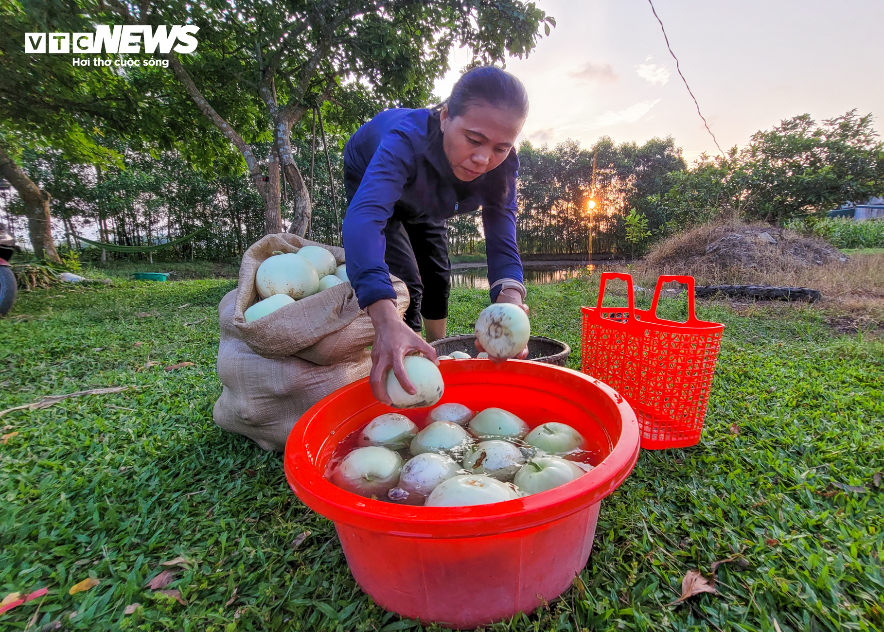 Nắng nóng gay gắt, dân trồng dưa ở Hà Tĩnh phấn khởi đếm quả thu tiền - Ảnh 1