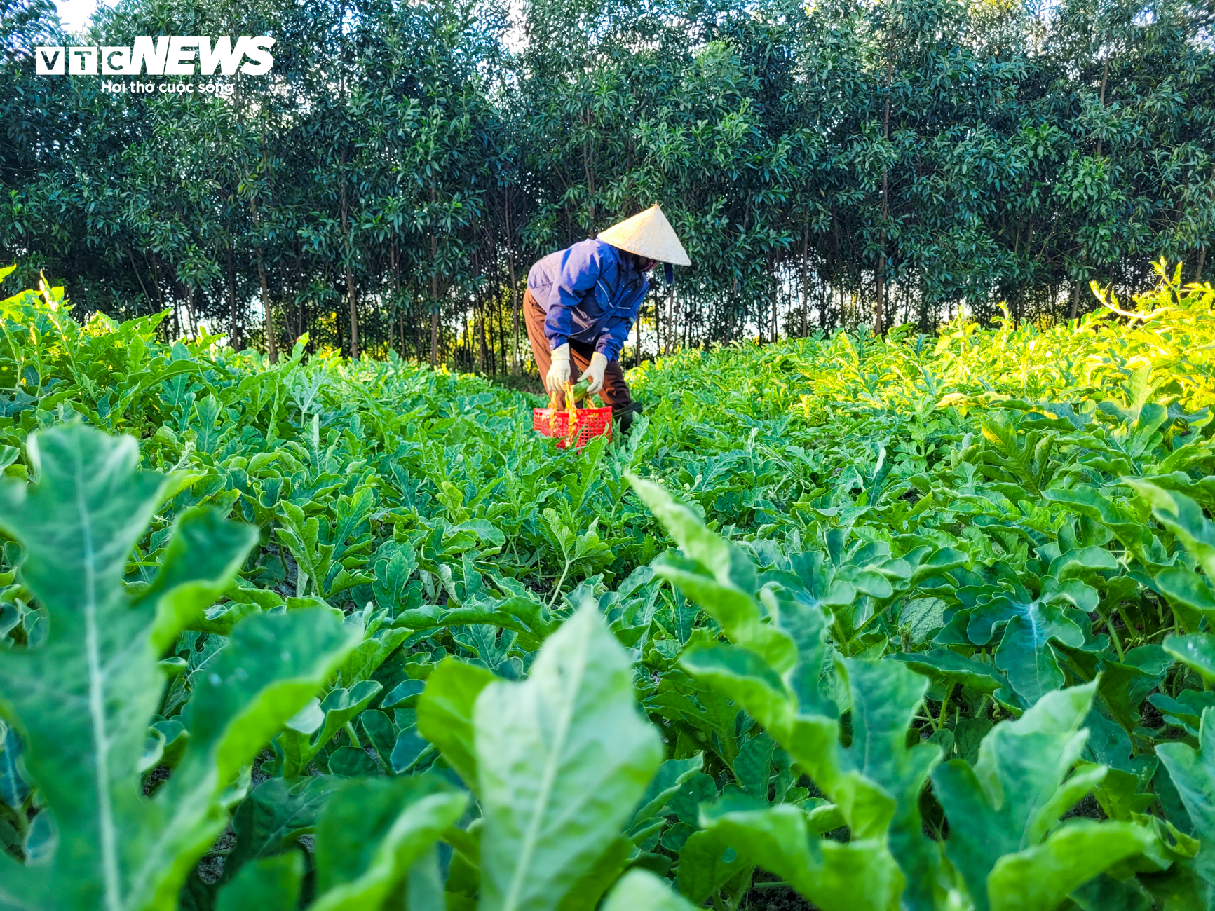 Nắng nóng gay gắt, dân trồng dưa ở Hà Tĩnh phấn khởi đếm quả thu tiền - Ảnh 3