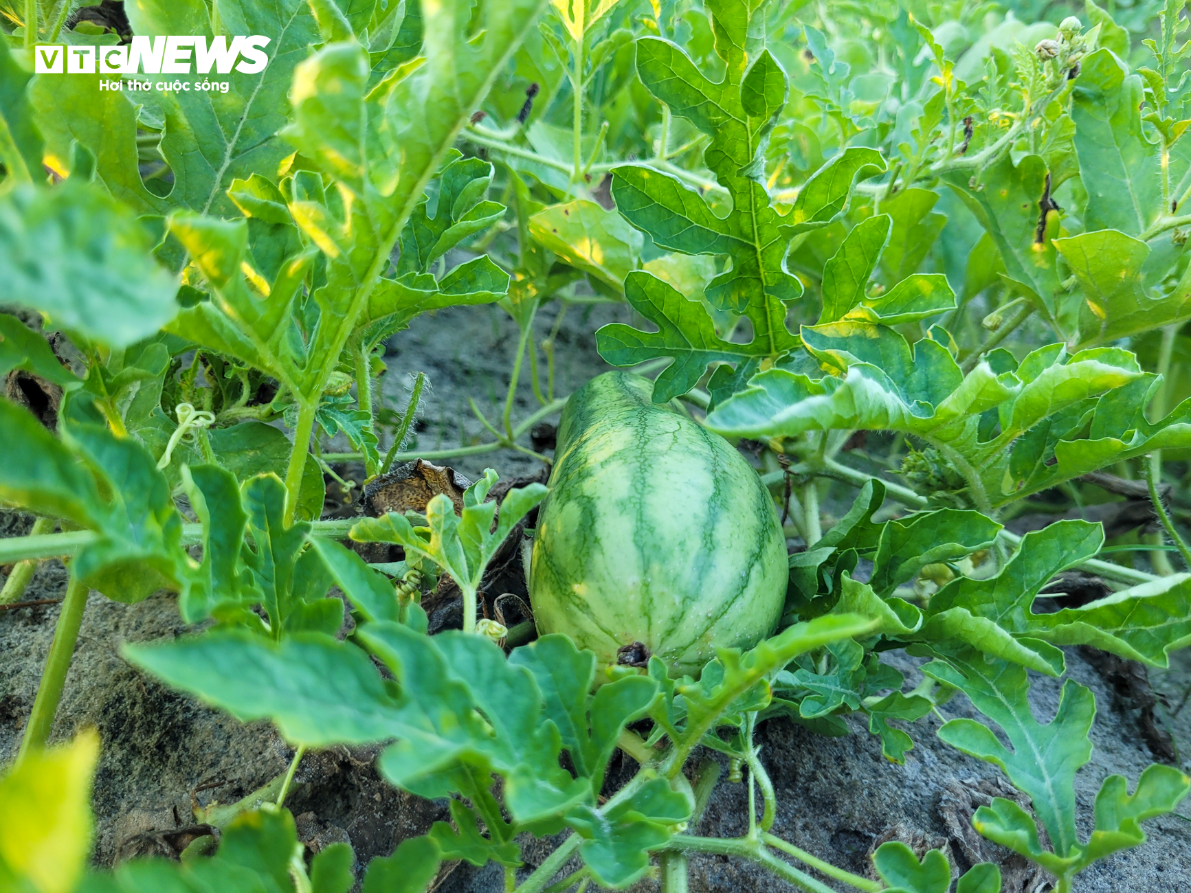 Nắng nóng gay gắt, dân trồng dưa ở Hà Tĩnh phấn khởi đếm quả thu tiền - Ảnh 6