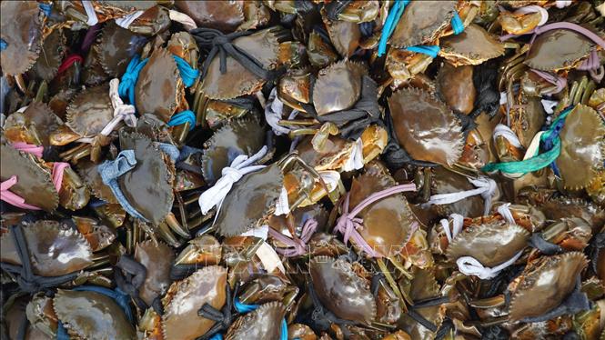 Giá cua biển tăng nhưng thiếu nguồn cung - Ảnh 1