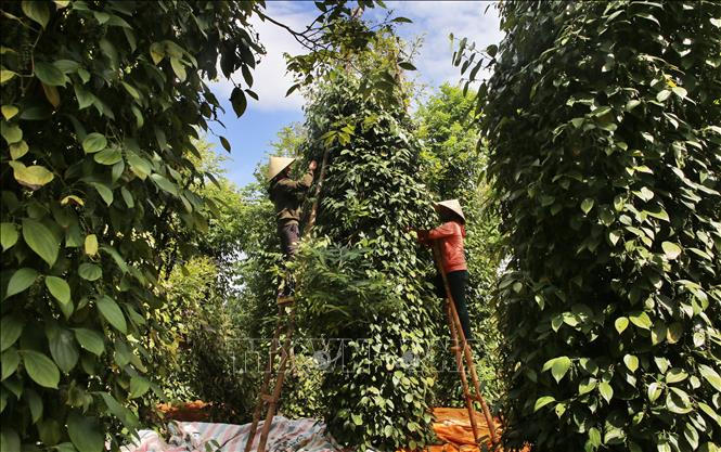 Hồ tiêu được mùa được giá - Ảnh 1