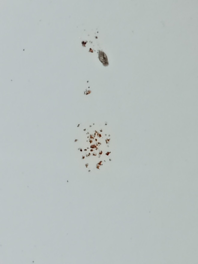 Vừa nhận Honda BR-V đã phát hiện hoen rỉ, chủ xe tại Vĩnh Phúc muốn đổi xe mới, hãng chỉ đồng ý thay phụ tùng và sơn lại - Ảnh 5