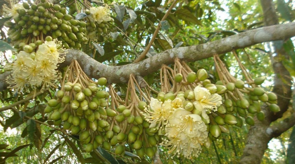 Tại sao "vua quả" của Việt Nam thắng lớn tại Trung Quốc, bất chấp đối thủ cực mạnh là Thái Lan? - Ảnh 2