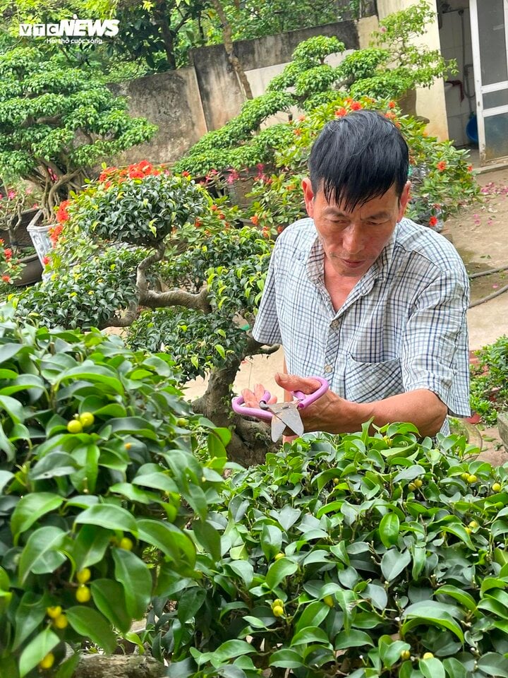 Nghề kiếm tiền triệu mỗi ngày tại làng cây cảnh - Ảnh 4