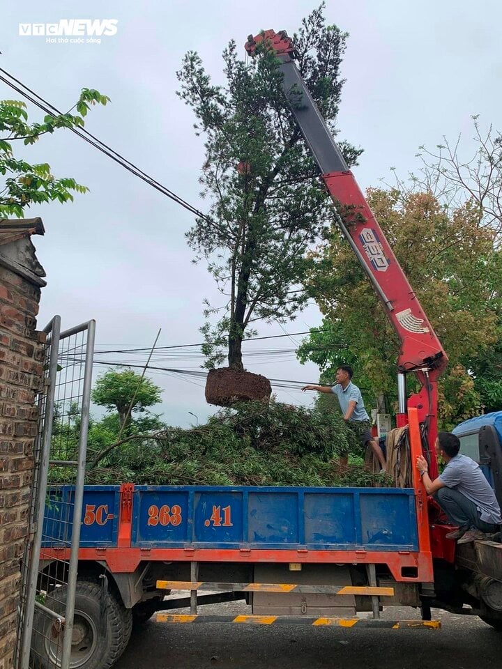 Nghề kiếm tiền triệu mỗi ngày tại làng cây cảnh - Ảnh 3