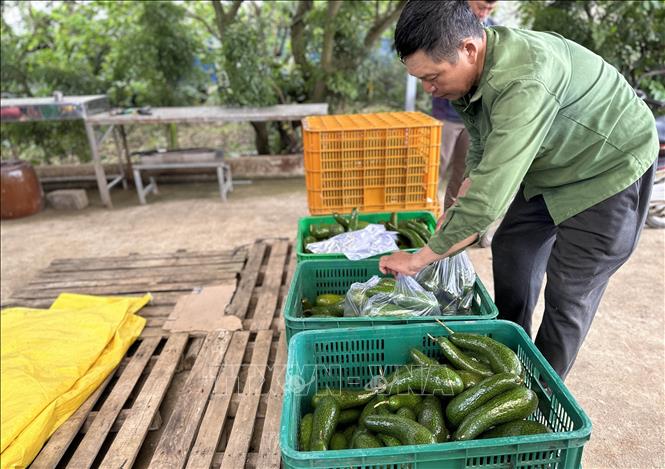 Mùa bơ 'đắng' ở Lâm Đồng - Ảnh 2