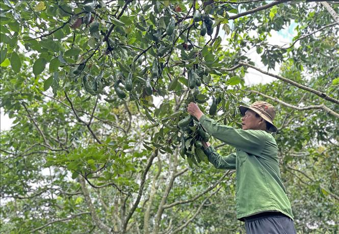 Mùa bơ 'đắng' ở Lâm Đồng - Ảnh 1