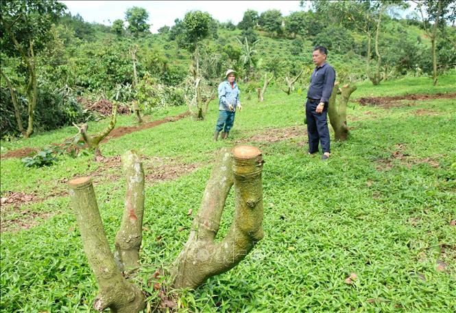 Mùa bơ 'đắng' ở Lâm Đồng - Ảnh 4
