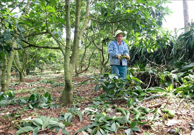 Mùa bơ 'đắng' ở Lâm Đồng - Ảnh 3