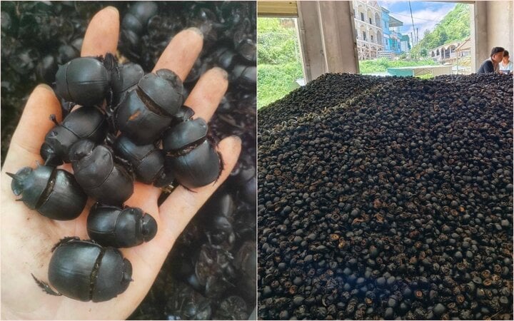 Giật mình với giá thu mua bọ xít đen lên đến 8 triệu đồng/kg - Ảnh 3