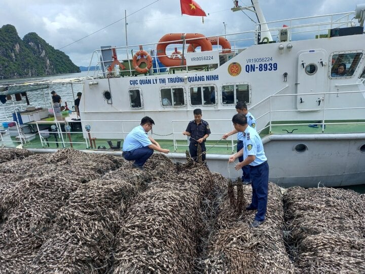 Phát hiện 63 tấn hàu giống không rõ xuất xứ - Ảnh 1