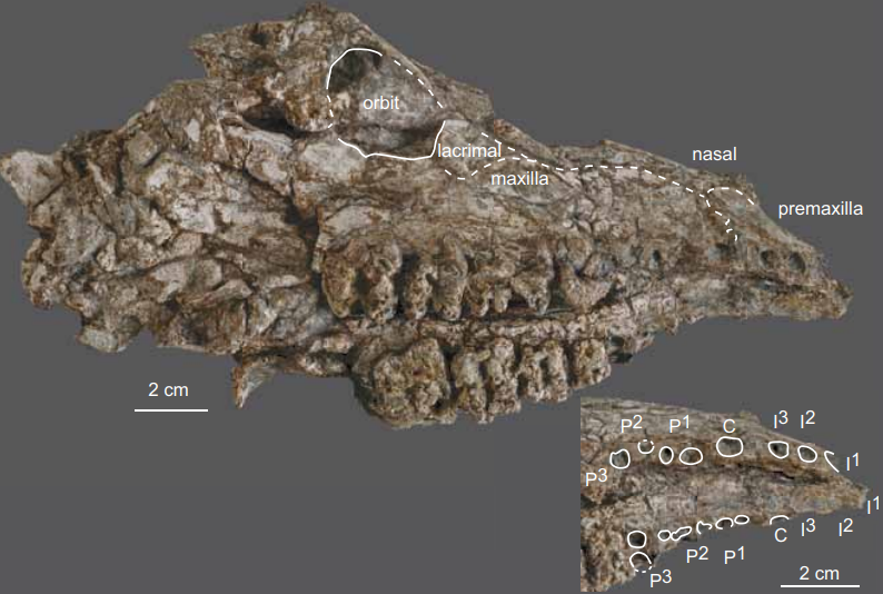 Mỏ hóa thạch lớn nhất Đông Nam Á ở Việt Nam: Tuổi đời hơn 30 triệu năm, nhiều loài mới được tìm thấy - Ảnh 3