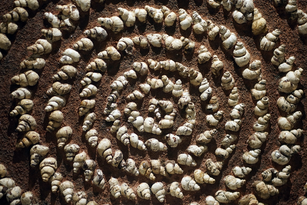 Mỏ hóa thạch lớn nhất Đông Nam Á ở Việt Nam: Tuổi đời hơn 30 triệu năm, nhiều loài mới được tìm thấy - Ảnh 4