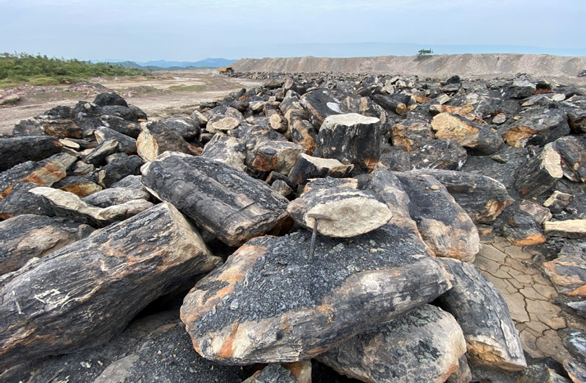Mỏ hóa thạch lớn nhất Đông Nam Á ở Việt Nam: Tuổi đời hơn 30 triệu năm, nhiều loài mới được tìm thấy - Ảnh 2