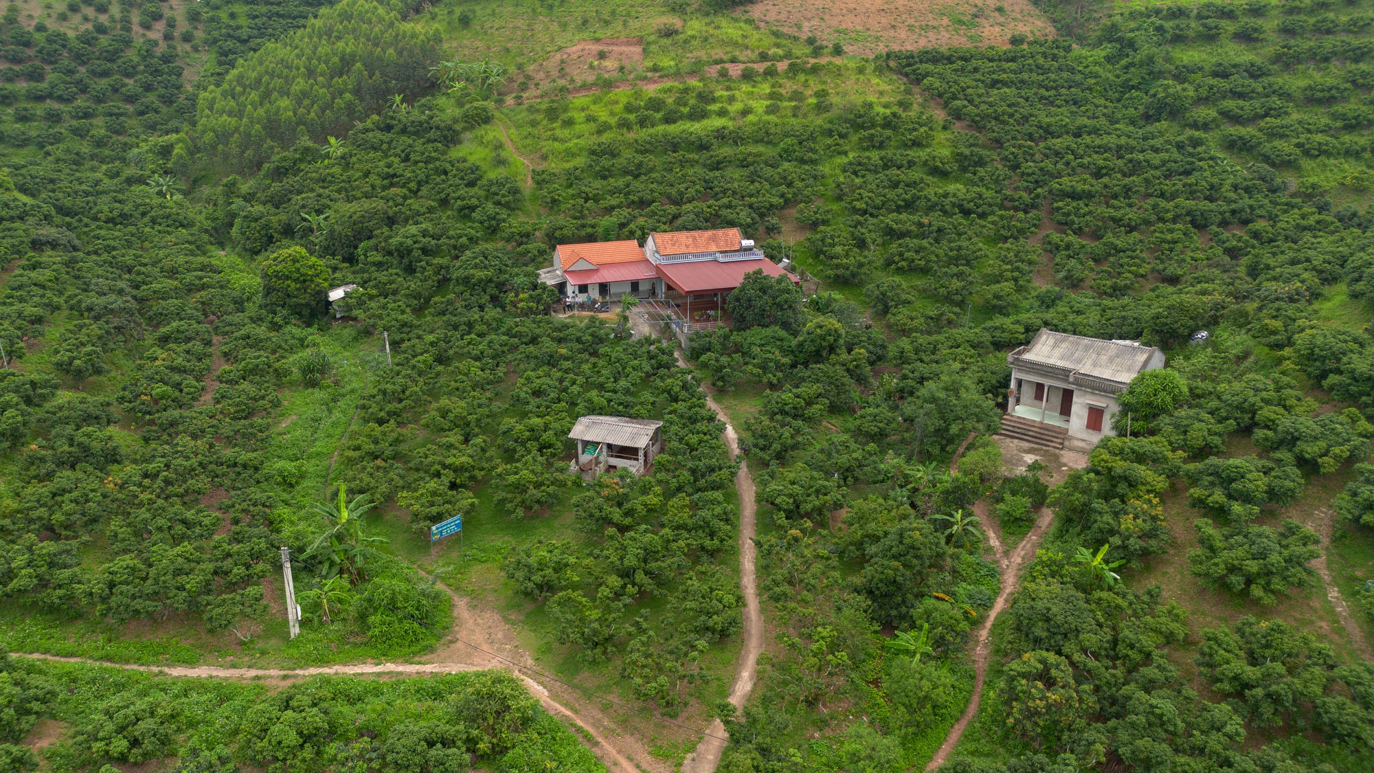 Vải thiều mất mùa: Kẻ khóc - người cười - Ảnh 2