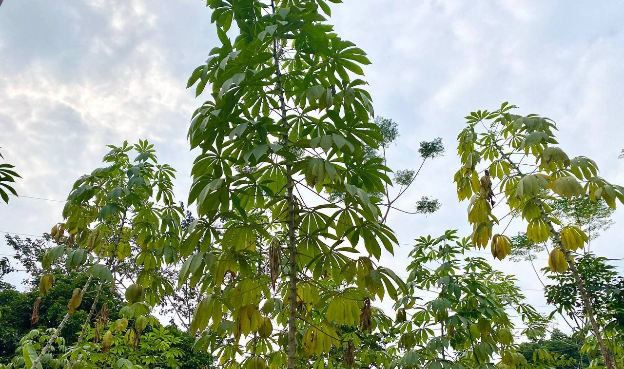 Loại cây tưởng bình thường nhưng đang thành của quý đưa Việt Nam trở thành 1 trong 2 'ông trùm' của thế giới: Thu nửa tỷ USD kể từ đầu năm, từ gốc đến ngọn đều được các cường quốc săn lùng - Ảnh 1