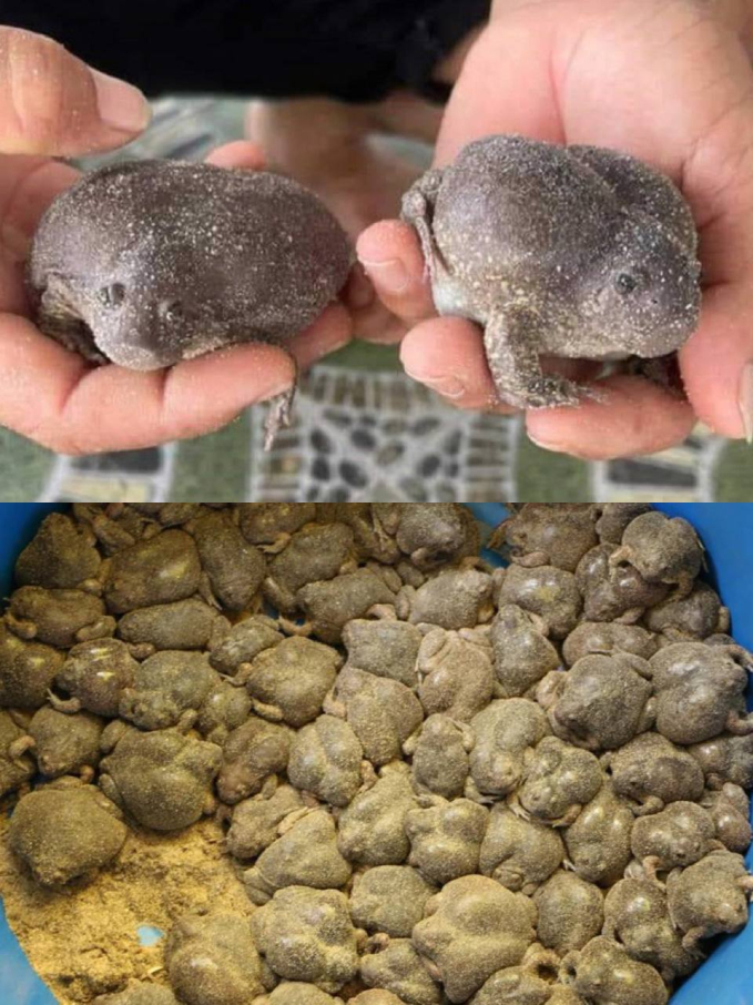 Món ăn gây tranh cãi hóa ra là đặc sản của Ninh Thuận: Vẻ ngoài khiến nhiều người “khiếp vía” nhưng giá cao ngất ngưởng - Ảnh 2