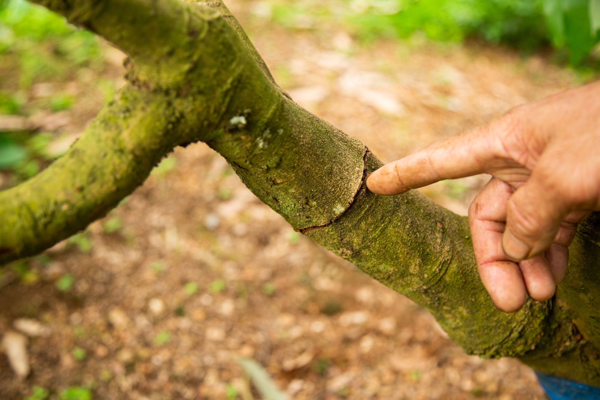 Vải thiều mất mùa: Kẻ khóc - người cười - Ảnh 7