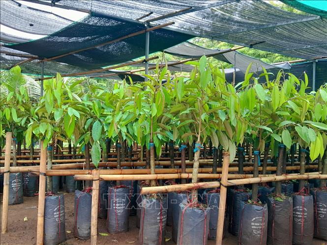 Nhà nông Bình Phước 'săn' cây giống sầu riêng - Ảnh 2