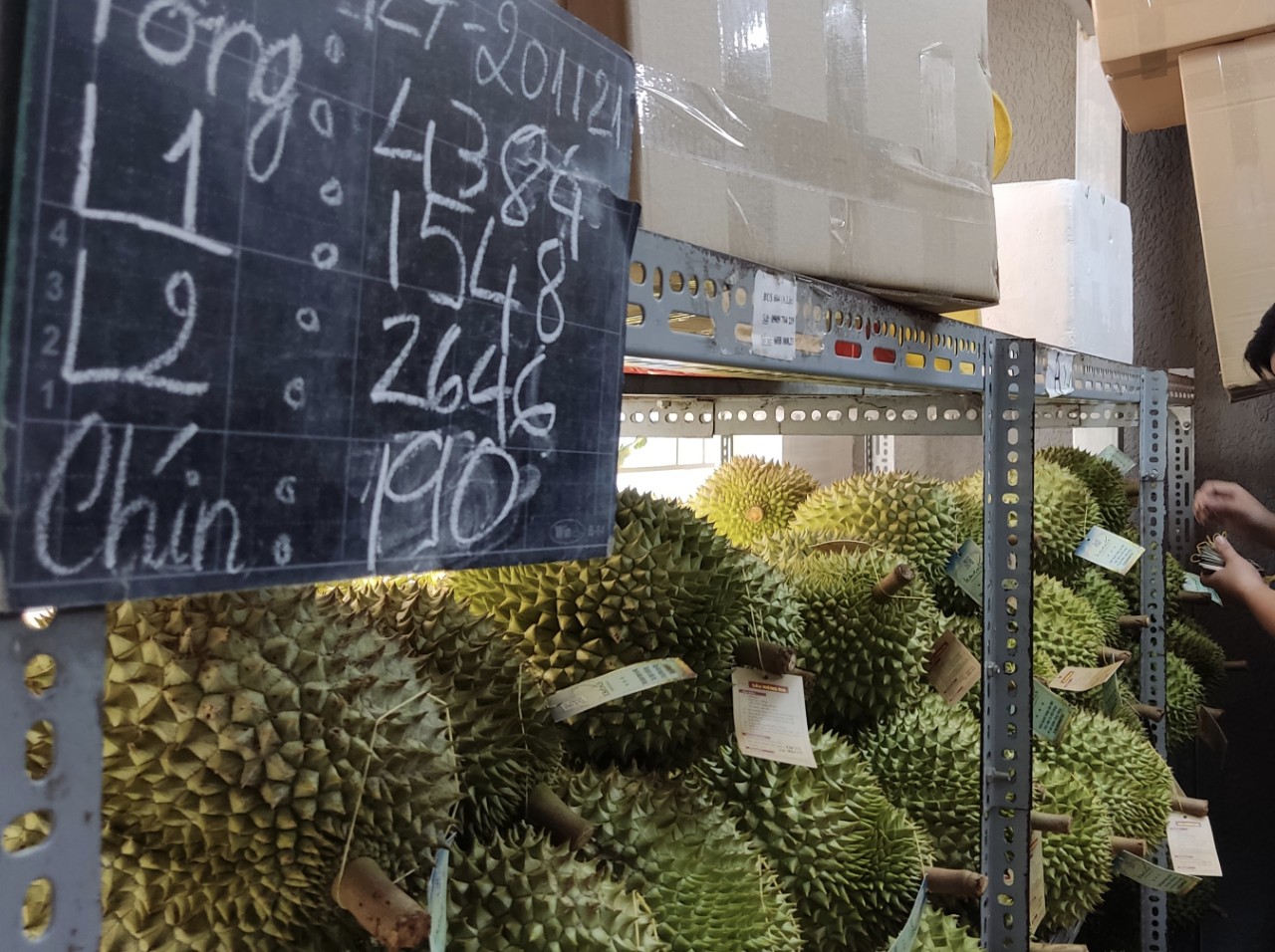 Sầu riêng chín cây và những sự thật bất ngờ - Ảnh 1