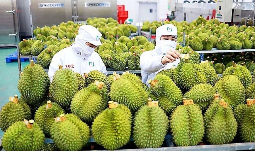 "Vua quả” Việt Nam gặp đối thủ mới ở thị trường Trung Quốc: Liệu có cạnh tranh được? - Ảnh 3