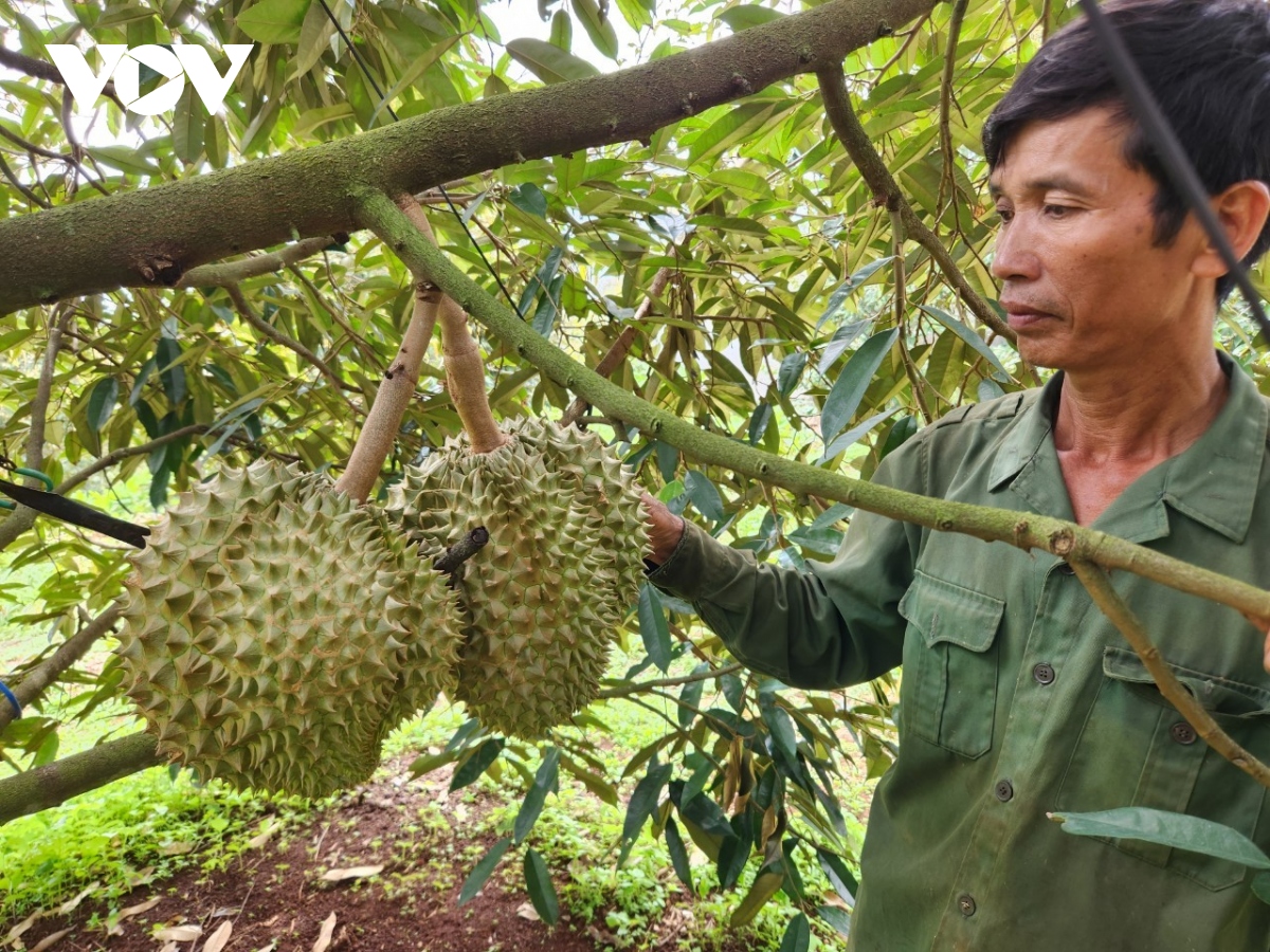Nông dân Gia Lai phấn khởi vào vụ thu hoạch sầu riêng - Ảnh 1