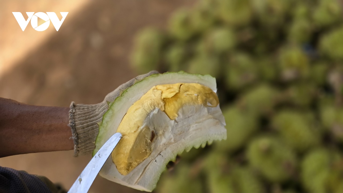 Nông dân Gia Lai phấn khởi vào vụ thu hoạch sầu riêng - Ảnh 3