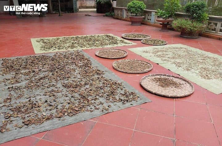 Kỳ lạ kiếm cả tỷ đồng mỗi năm nhờ hái loại lá sống bám trên cây gạo - Ảnh 3