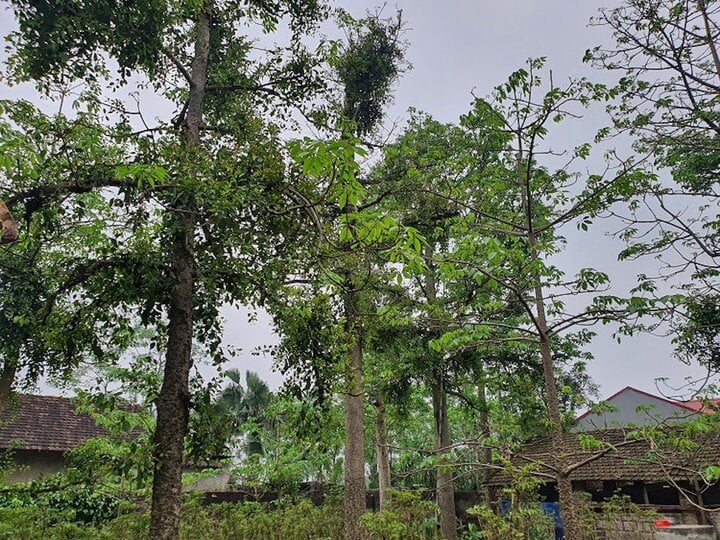 Kỳ lạ kiếm cả tỷ đồng mỗi năm nhờ hái loại lá sống bám trên cây gạo - Ảnh 4