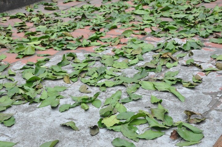 Kỳ lạ kiếm cả tỷ đồng mỗi năm nhờ hái loại lá sống bám trên cây gạo - Ảnh 1