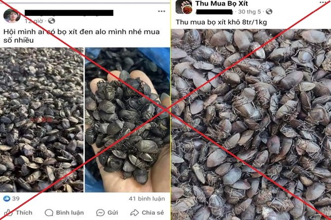 Công an cảnh báo thủ đoạn lừa đảo mua bọ xít đen giá cao - Ảnh 1
