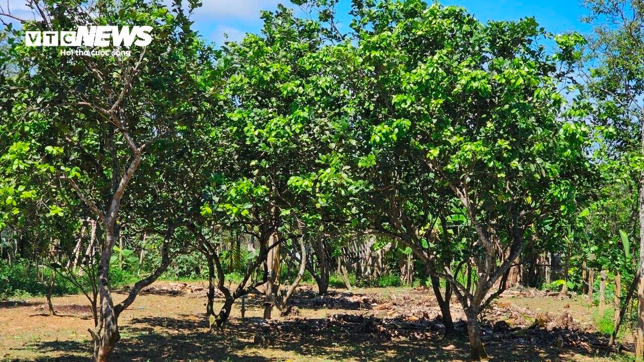 Vì sao những vườn sản vật 'tiến vua' xứ Huế mất mùa chưa từng có? - Ảnh 9