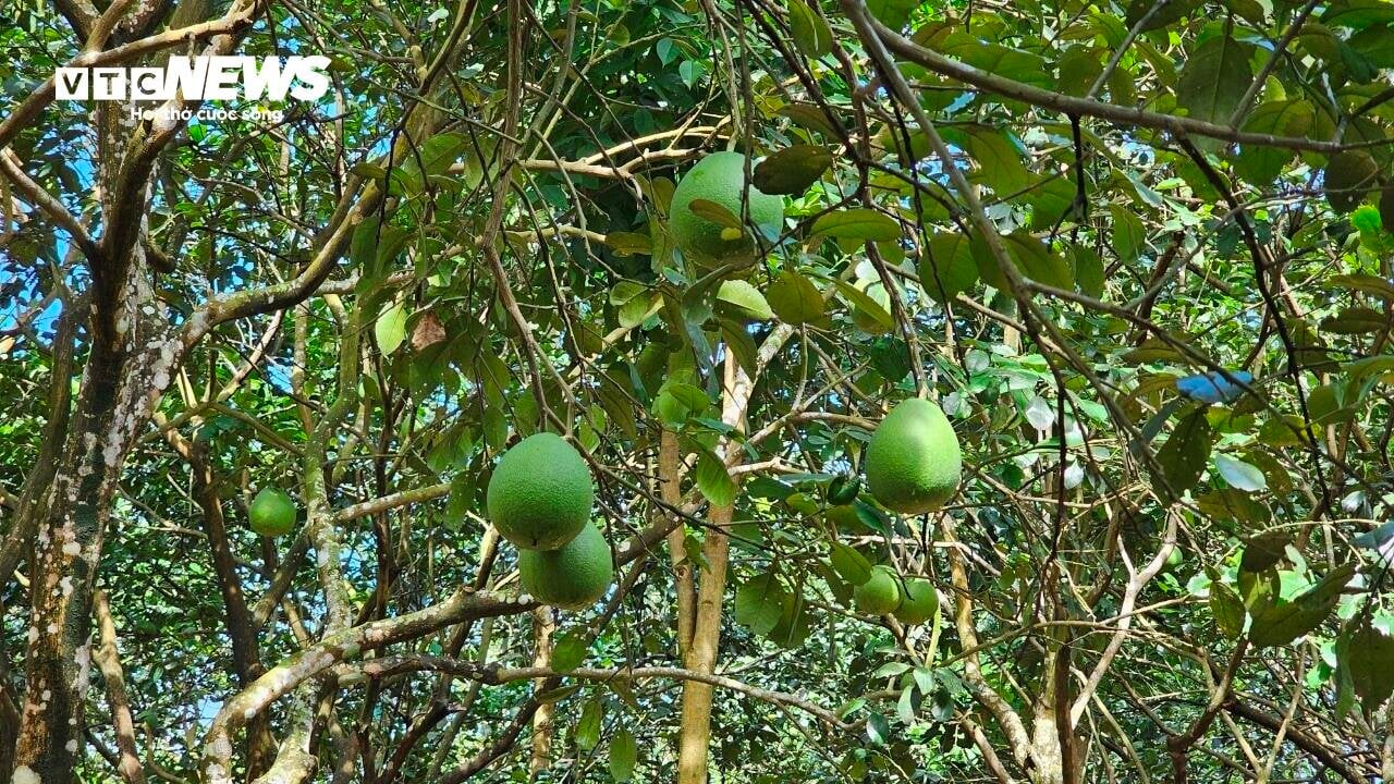 Vì sao những vườn sản vật 'tiến vua' xứ Huế mất mùa chưa từng có? - Ảnh 10