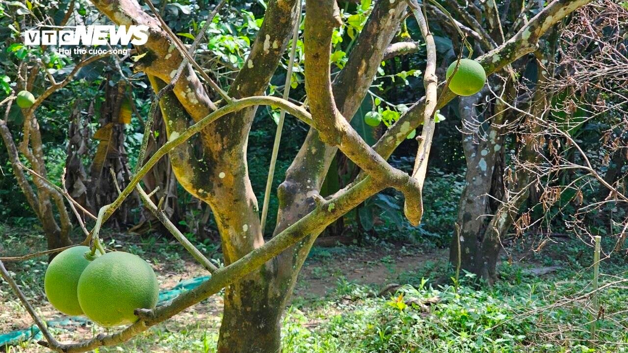 Vì sao những vườn sản vật 'tiến vua' xứ Huế mất mùa chưa từng có? - Ảnh 1