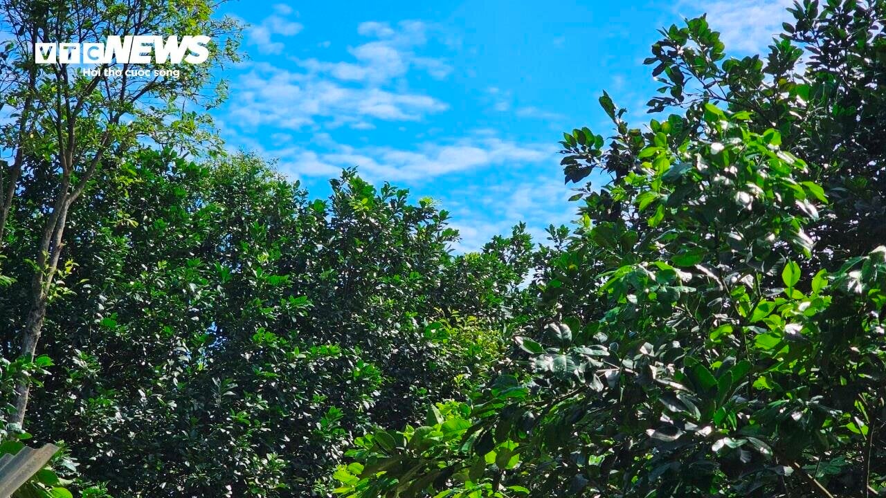 Vì sao những vườn sản vật 'tiến vua' xứ Huế mất mùa chưa từng có? - Ảnh 3