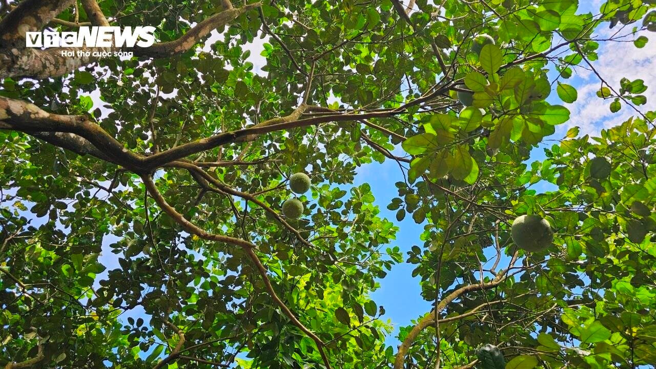 Vì sao những vườn sản vật 'tiến vua' xứ Huế mất mùa chưa từng có? - Ảnh 4