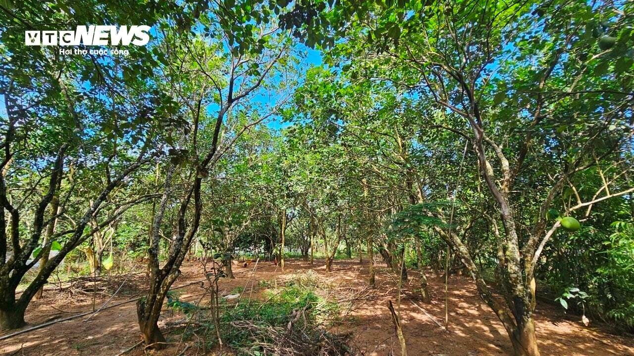 Vì sao những vườn sản vật 'tiến vua' xứ Huế mất mùa chưa từng có? - Ảnh 5