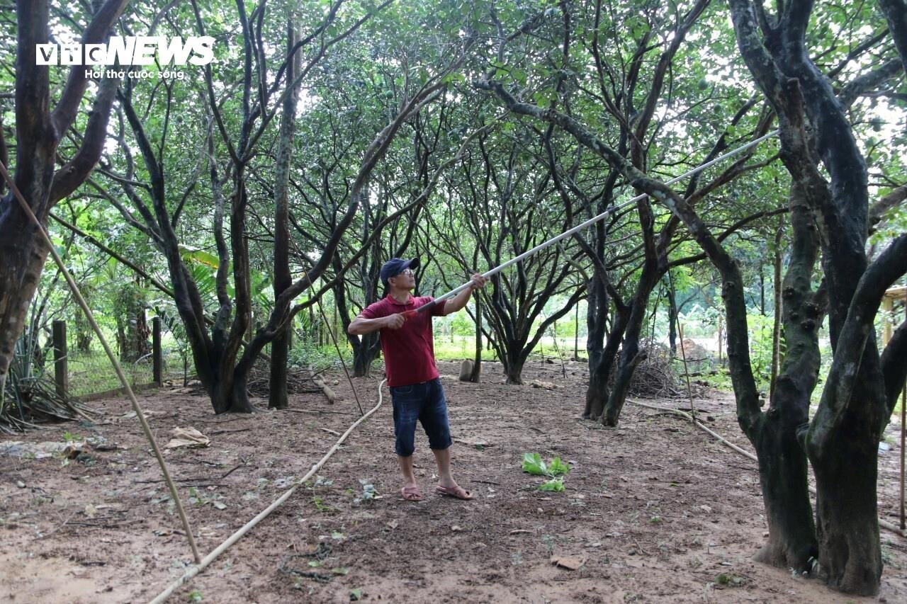 Vì sao những vườn sản vật 'tiến vua' xứ Huế mất mùa chưa từng có? - Ảnh 7