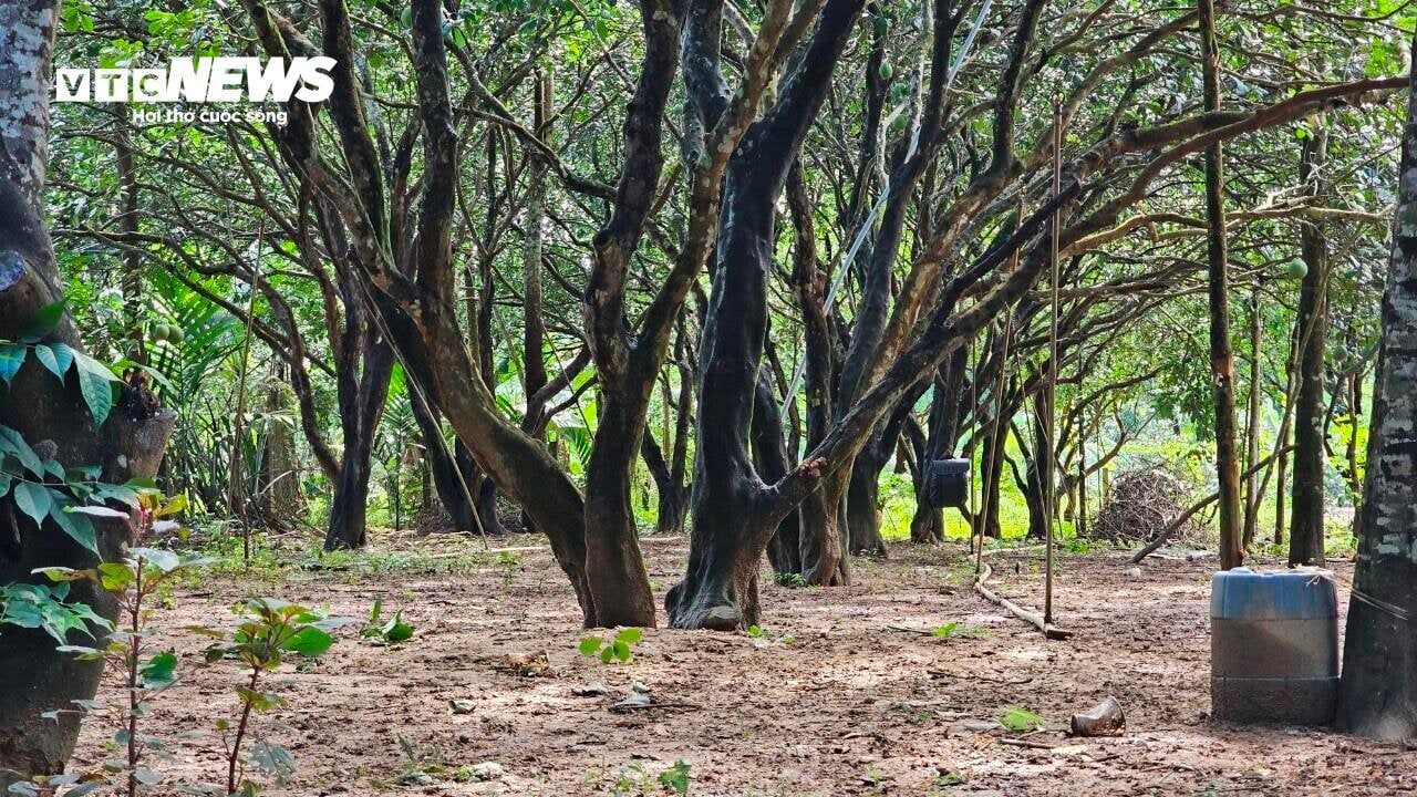 Vì sao những vườn sản vật 'tiến vua' xứ Huế mất mùa chưa từng có? - Ảnh 8