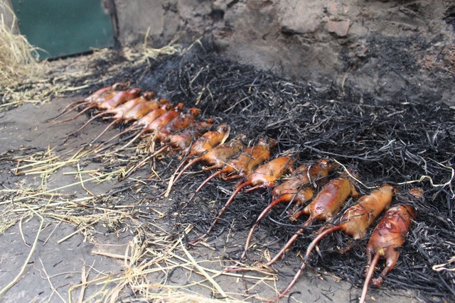 Nơi chuột đồng là đặc sản ở Hà Nội: Thợ săn lùng sục giữa đêm cố đạt KPI bắt 30kg, bỏ túi tiền triệu - Ảnh 5