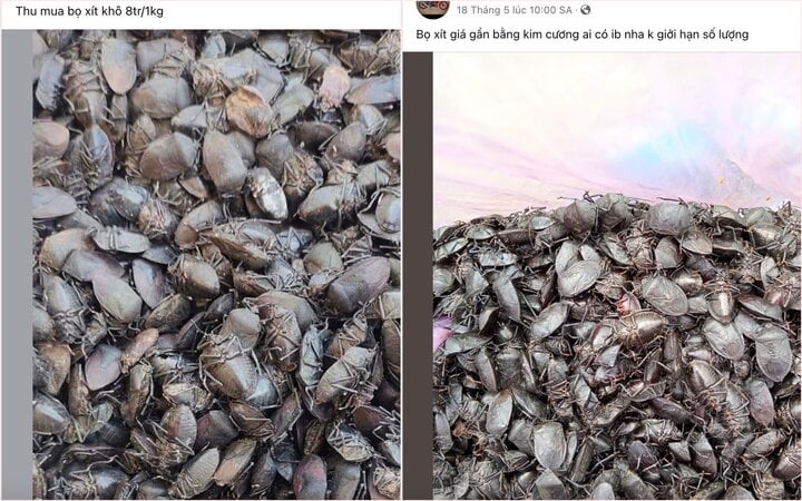 Giật mình với giá thu mua bọ xít đen lên đến 8 triệu đồng/kg - Ảnh 1