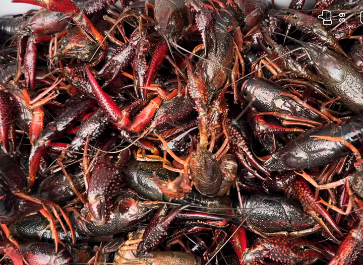 Tôm hùm đất bán nhan nhản trên 'chợ mạng': Cơ quan chức năng khuyến cáo - Ảnh 1