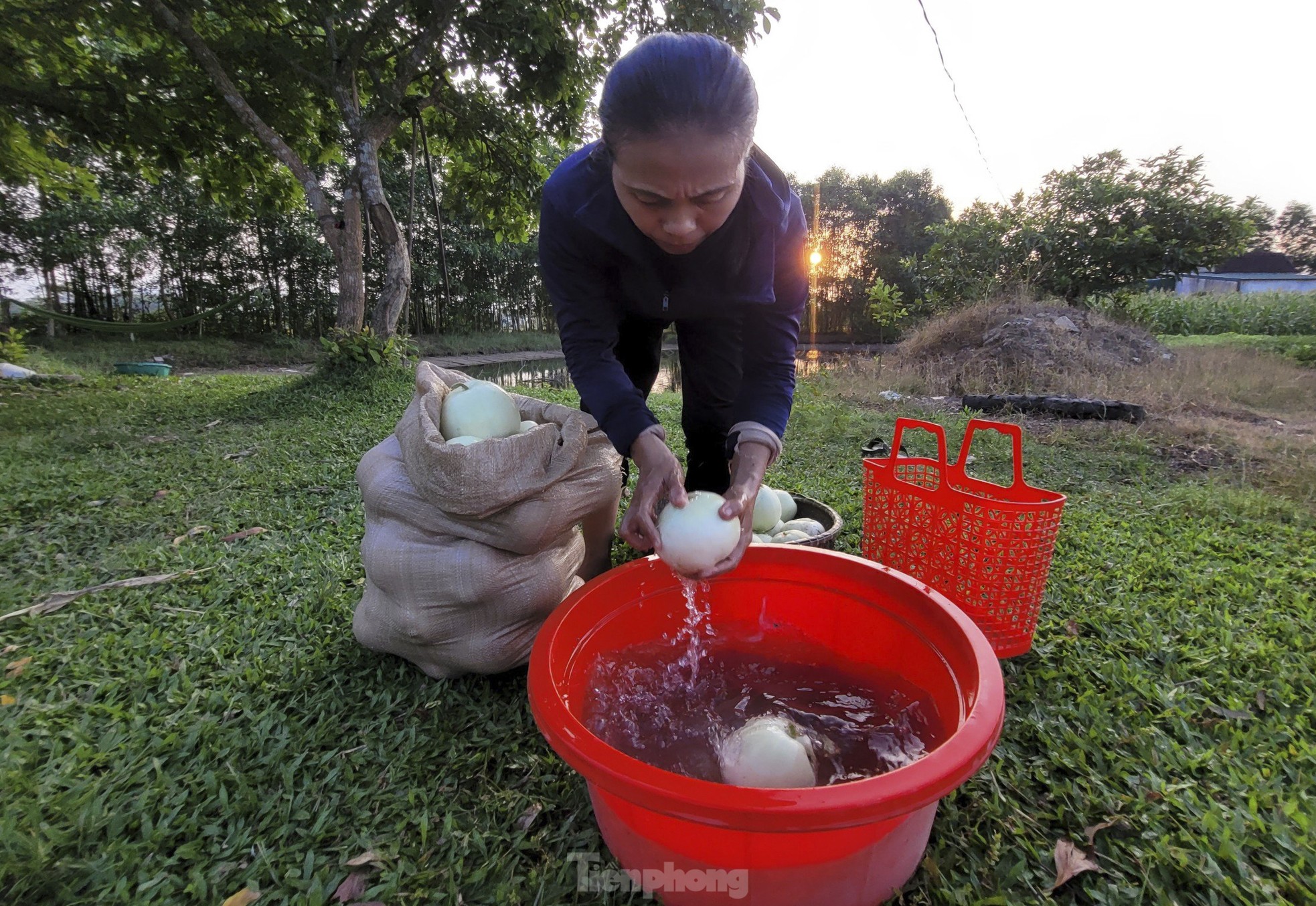 Nông dân phấn khởi vì dưa được mùa - Ảnh 8
