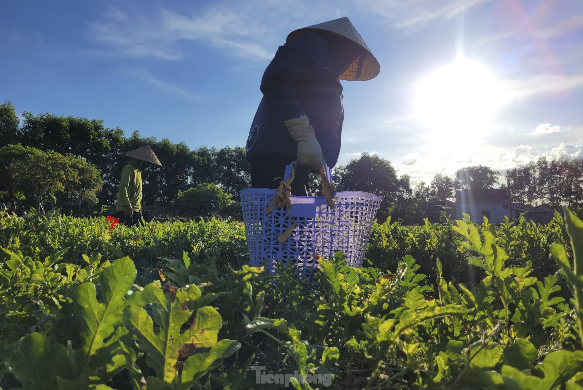 Nông dân phấn khởi vì dưa được mùa - Ảnh 5
