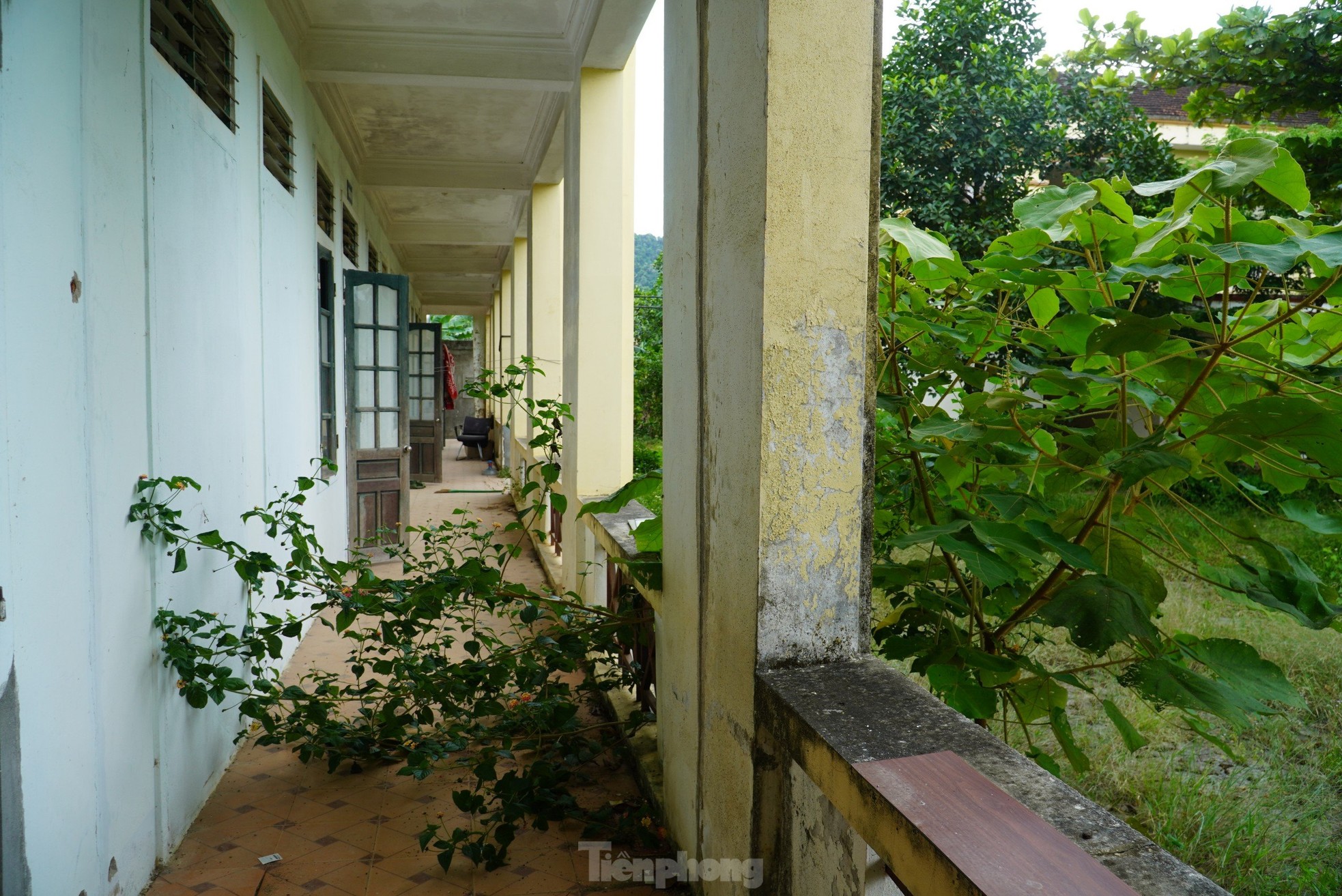 Cỏ dại mọc um tùm tại dự án sản xuất, lắp ráp xe hơn 55 tỷ đồng - Ảnh 5